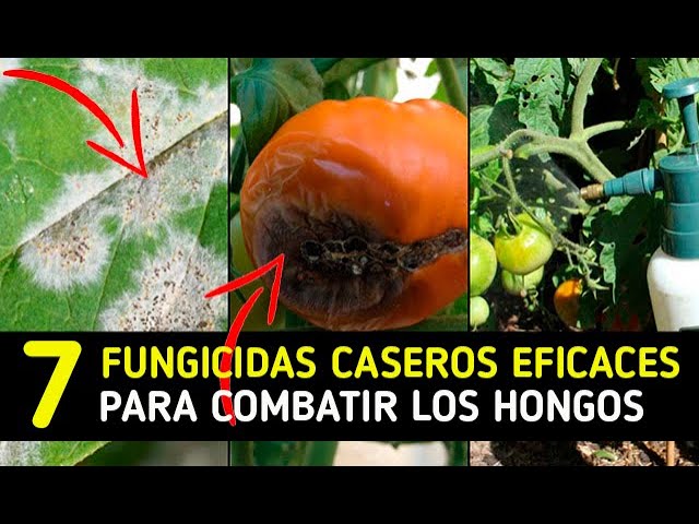 Precargar imagen
