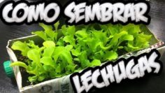 [ID: mhXE5SL-nZQ] Youtube Automatic