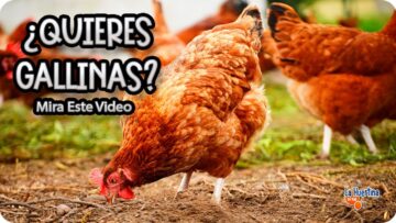 [ID: MkBHUa7SPmE] Youtube Automatic