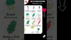 [ID: Mn3XYhRMzZU] Youtube Automatic