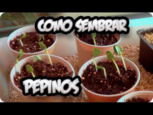 Precargar imagen