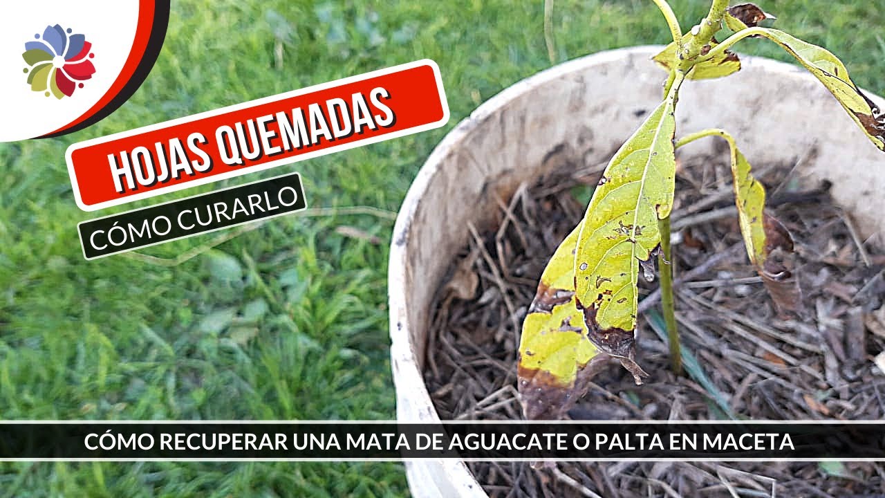 Precargar imagen