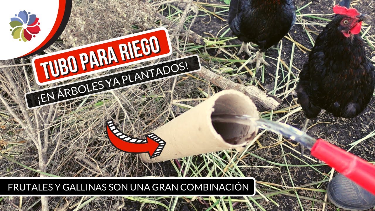Precargar imagen