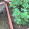 [ID: ndXShanOBcA] Youtube Automatic