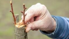 [ID: NEa9-MGKDuY] Youtube Automatic