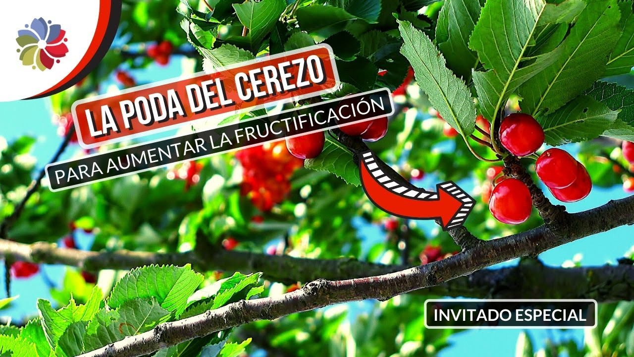 Precargar imagen