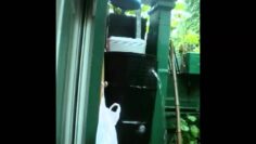 [ID: ODqgXKfd3pw] Youtube Automatic