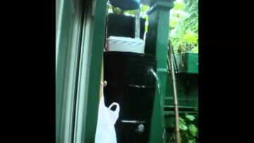 [ID: ODqgXKfd3pw] Youtube Automatic