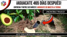 [ID: OEc46c_30xc] Youtube Automatic