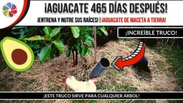 [ID: OEc46c_30xc] Youtube Automatic