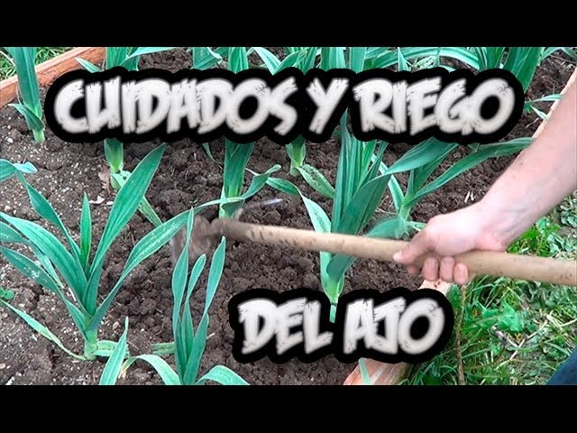 Precargar imagen