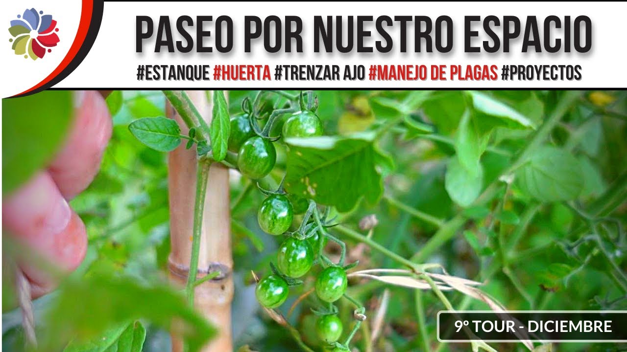 Precargar imagen