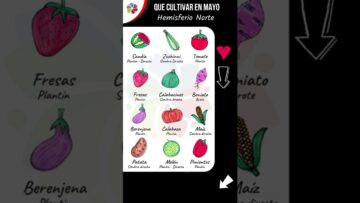 [ID: oq4bR1izcfA] Youtube Automatic