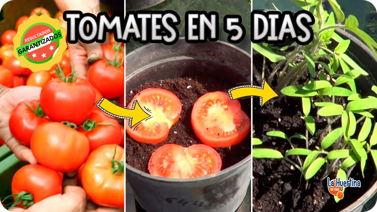 Precargar imagen
