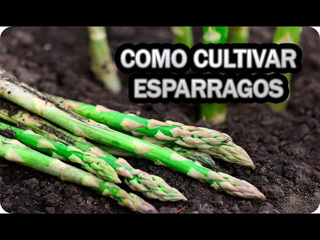 Precargar imagen