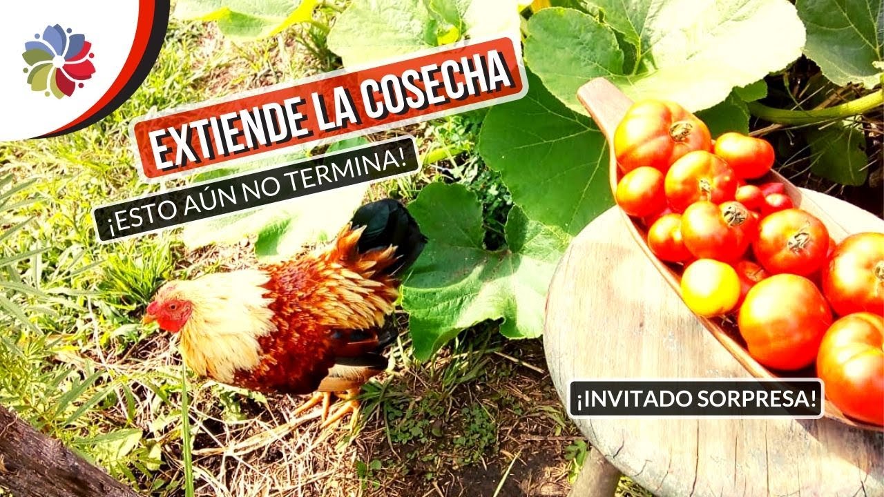 Precargar imagen