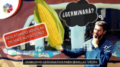 [ID: Q8-hIvF4hXE] Youtube Automatic