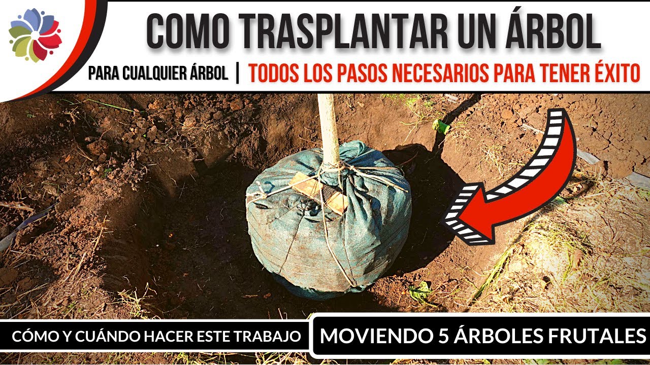 Precargar imagen