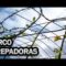 [ID: QHJ-b0q2Q8c] Youtube Automatic