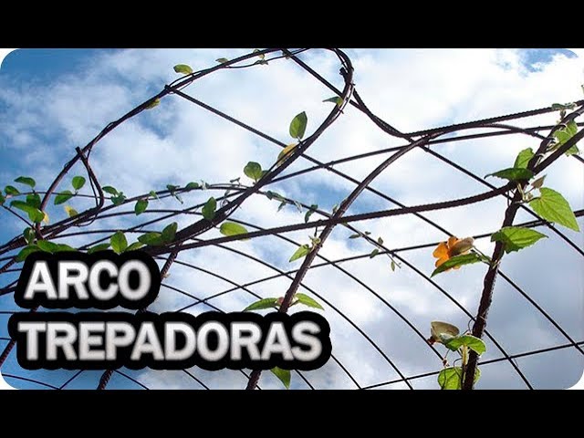 Precargar imagen