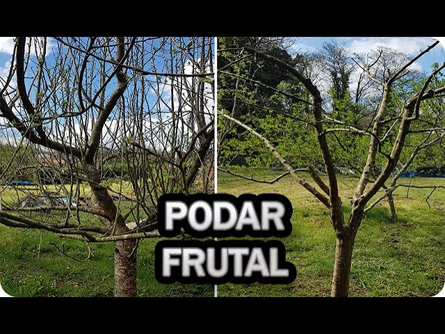 Precargar imagen