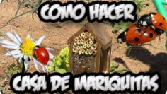 [ID: qpN3-nCm8qg] Youtube Automatic