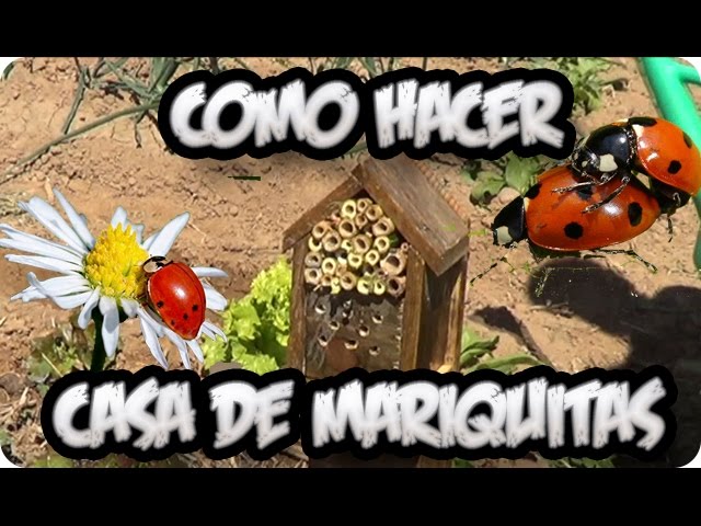 Precargar imagen