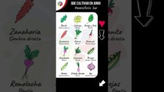 [ID: qpPyejBhD0I] Youtube Automatic