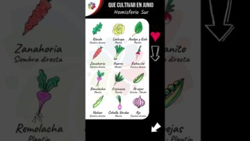 [ID: qpPyejBhD0I] Youtube Automatic