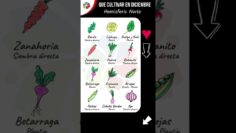 [ID: qQevAfLtuRE] Youtube Automatic