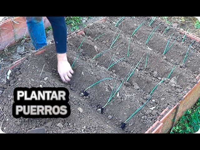 Precargar imagen