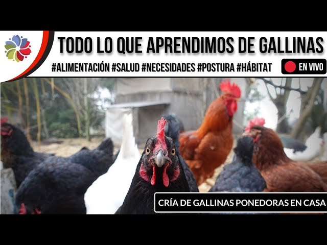 Precargar imagen