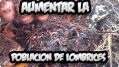 [ID: QtzojMTcOtE] Youtube Automatic