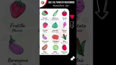 [ID: qvt6t90KGuU] Youtube Automatic