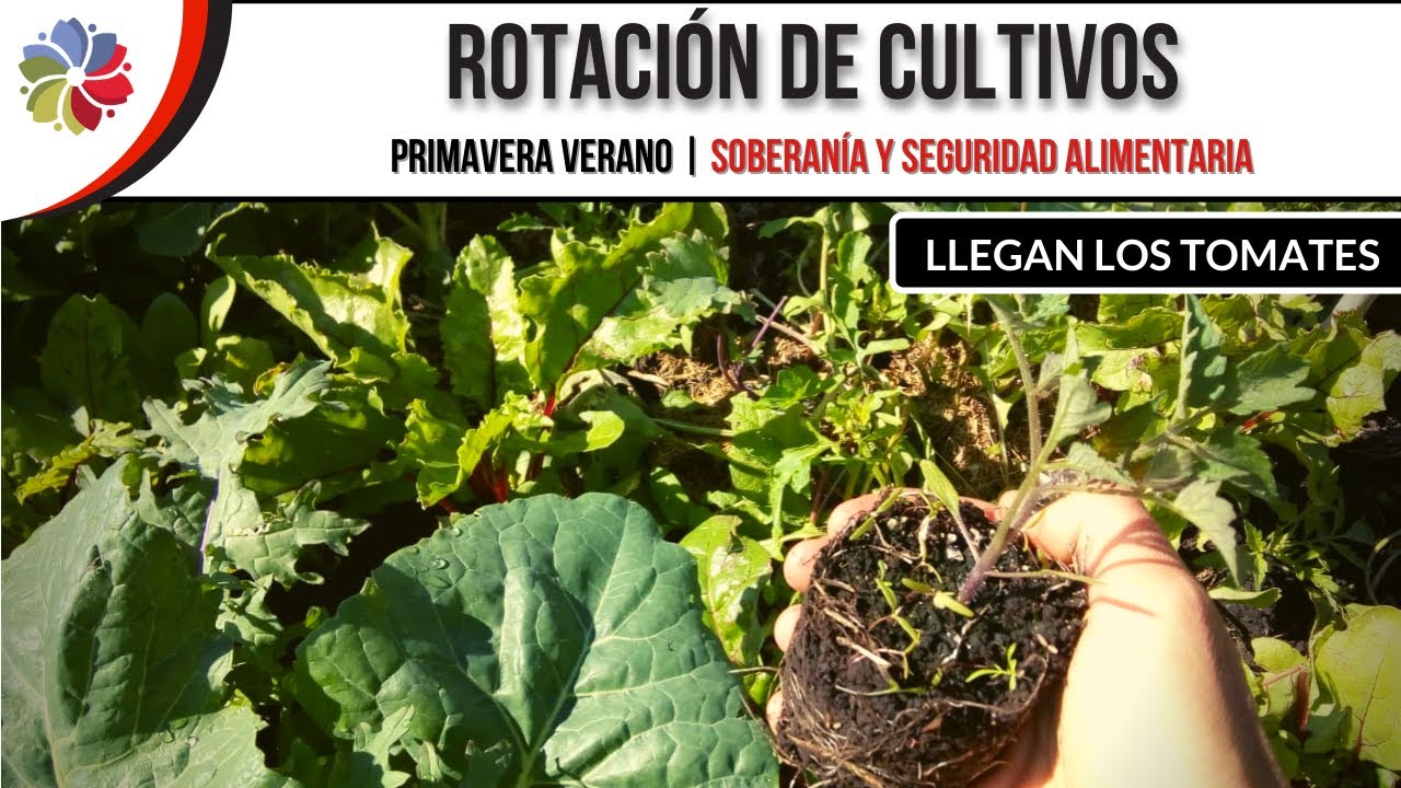 Precargar imagen
