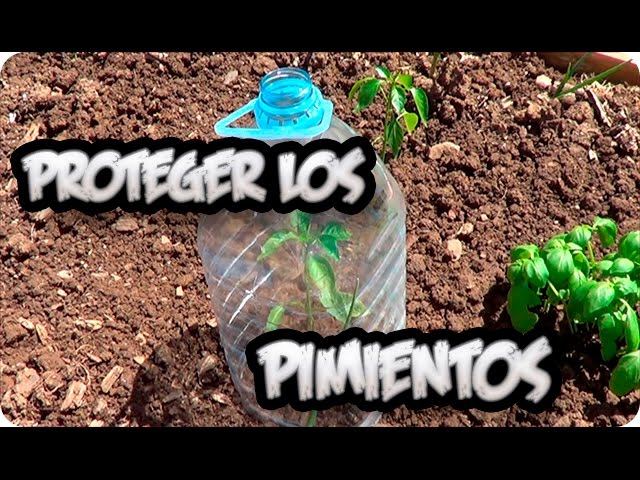 Precargar imagen