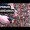 [ID: Rz_H40upkPY] Youtube Automatic