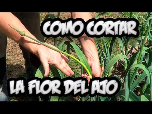 Precargar imagen