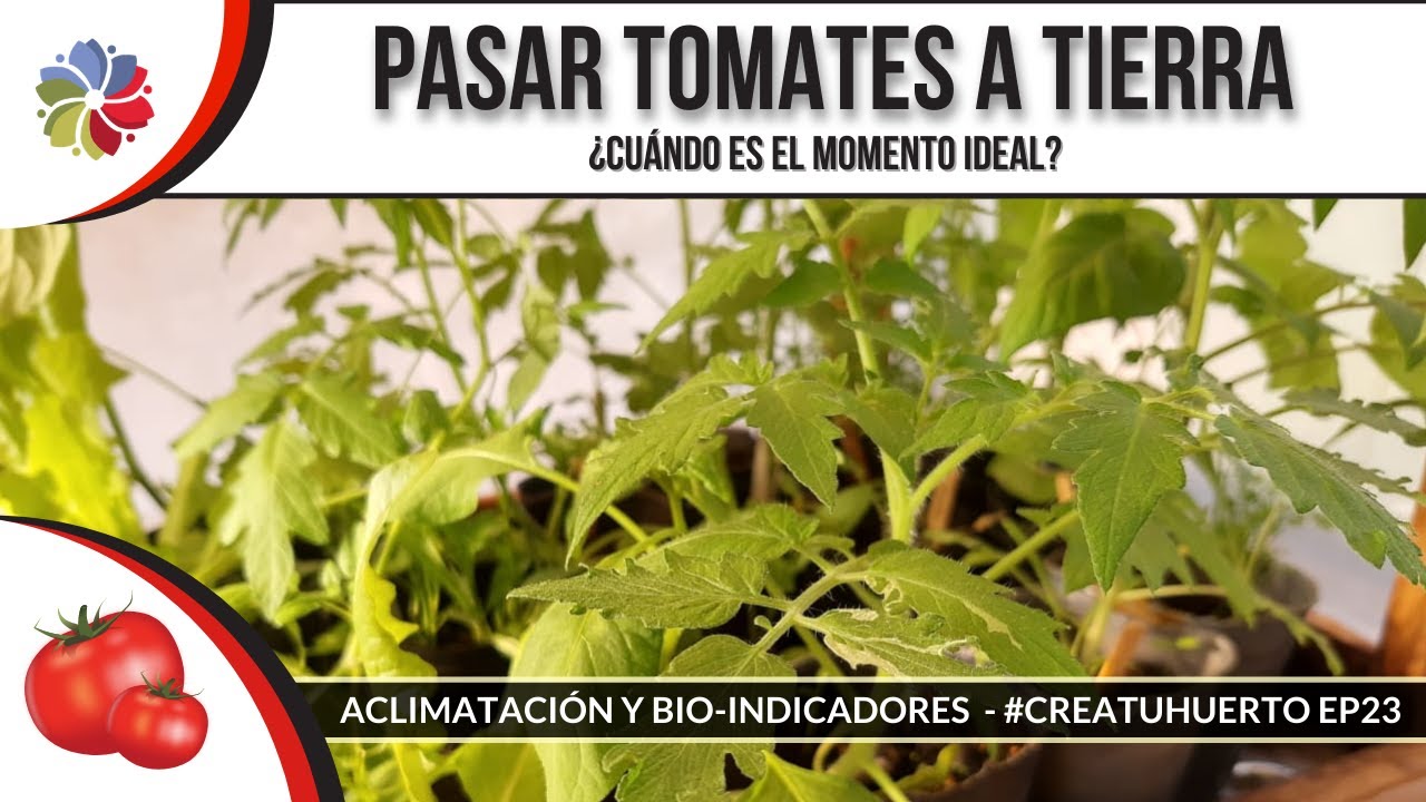 Precargar imagen