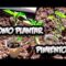 [ID: sTmjmfXCZQE] Youtube Automatic