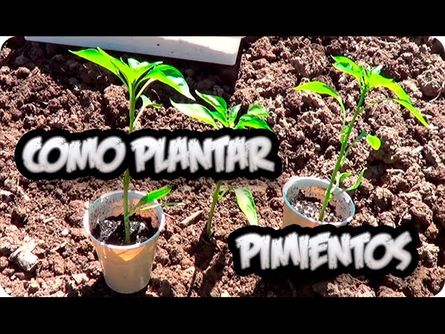 Precargar imagen