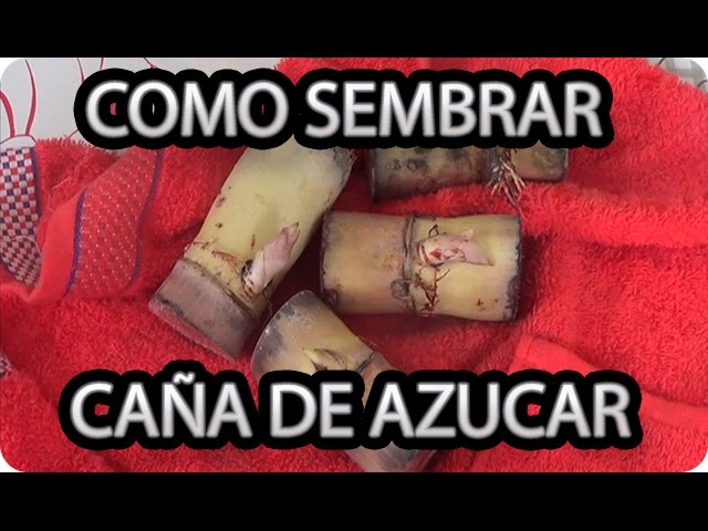 Precargar imagen
