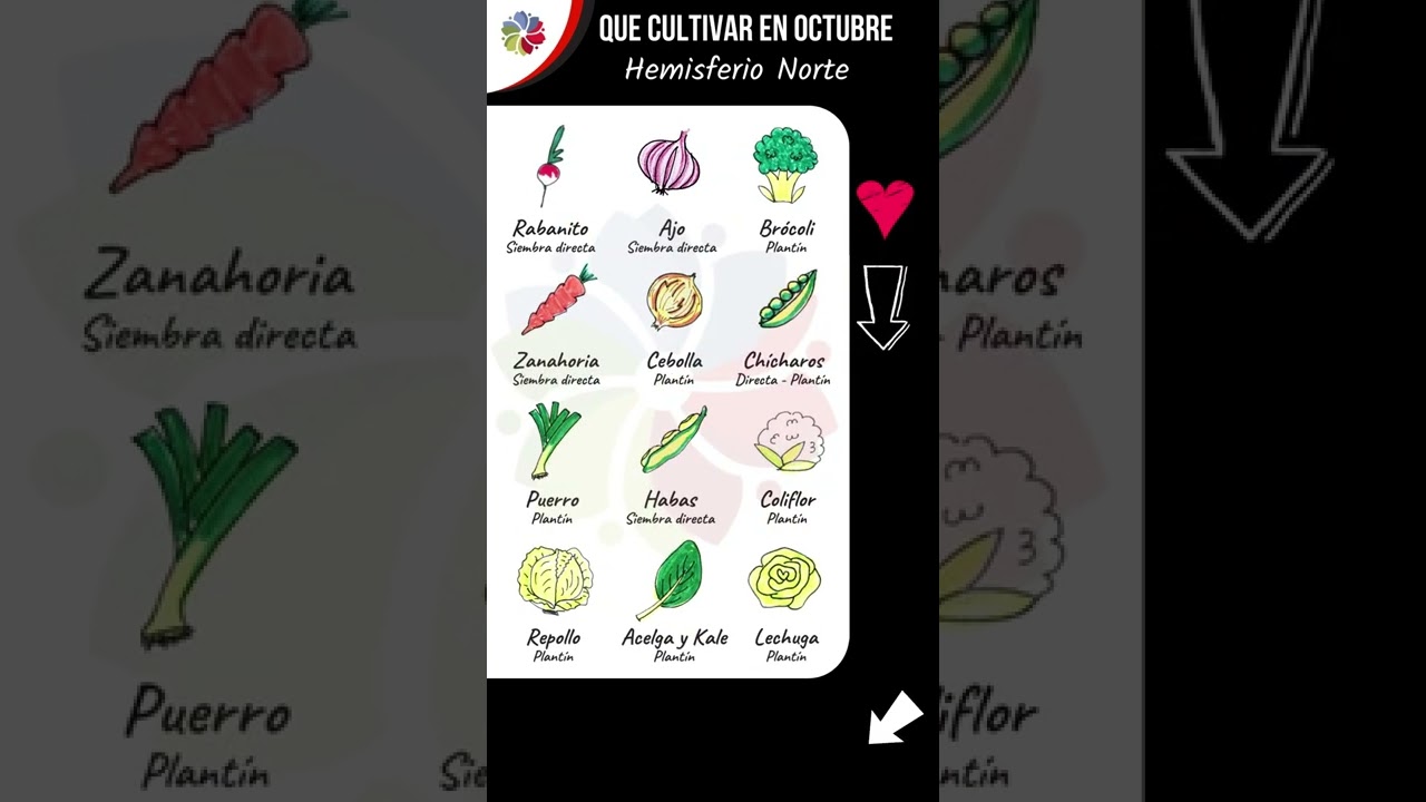 Precargar imagen