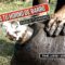 [ID: tq9DQuw4GCM] Youtube Automatic