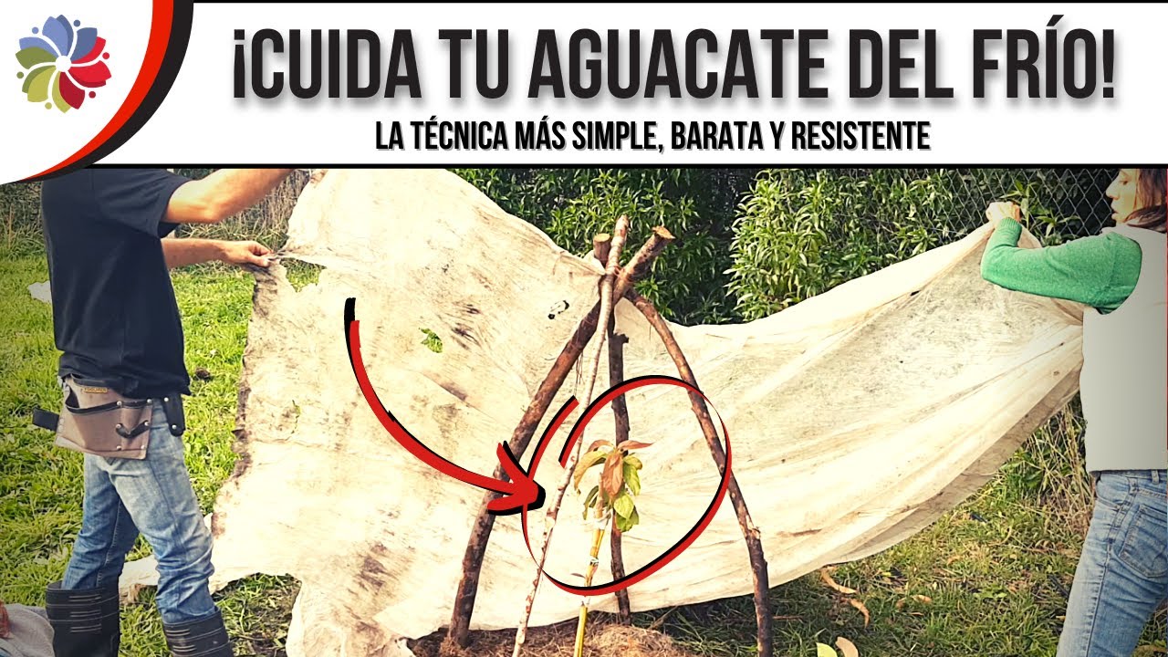 Precargar imagen