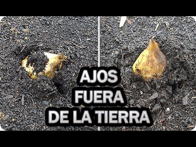 Precargar imagen