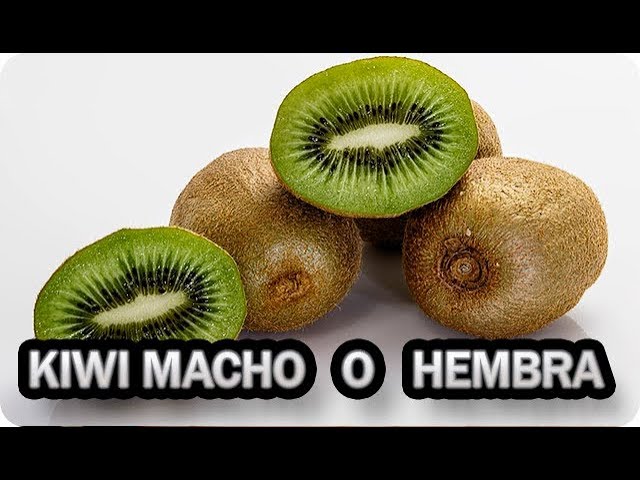 Precargar imagen
