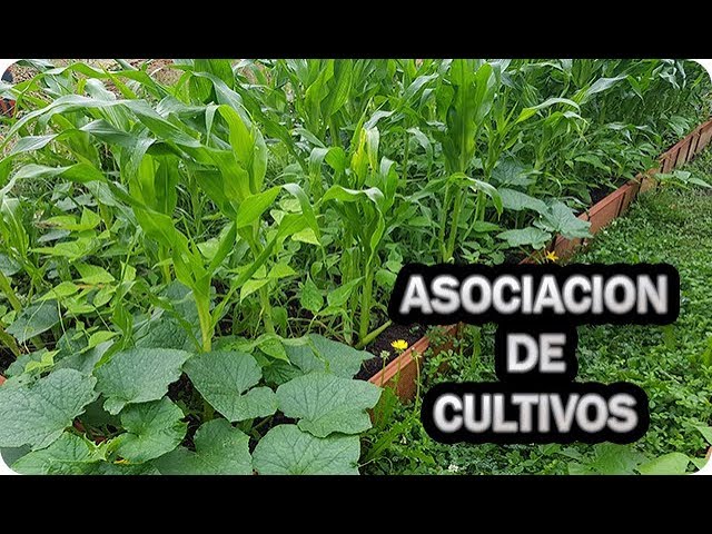 Precargar imagen