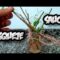 [ID: VA3FOYCbPDA] Youtube Automatic