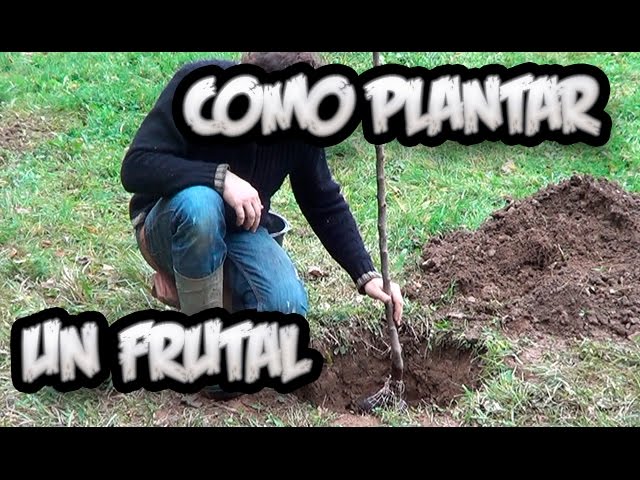 Precargar imagen
